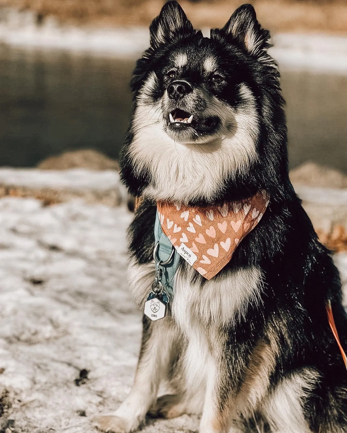 Dog Bandana - The Love