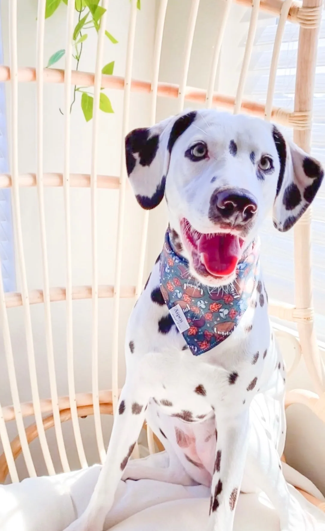 Football Dog Bandana