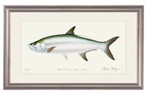 Tarpon