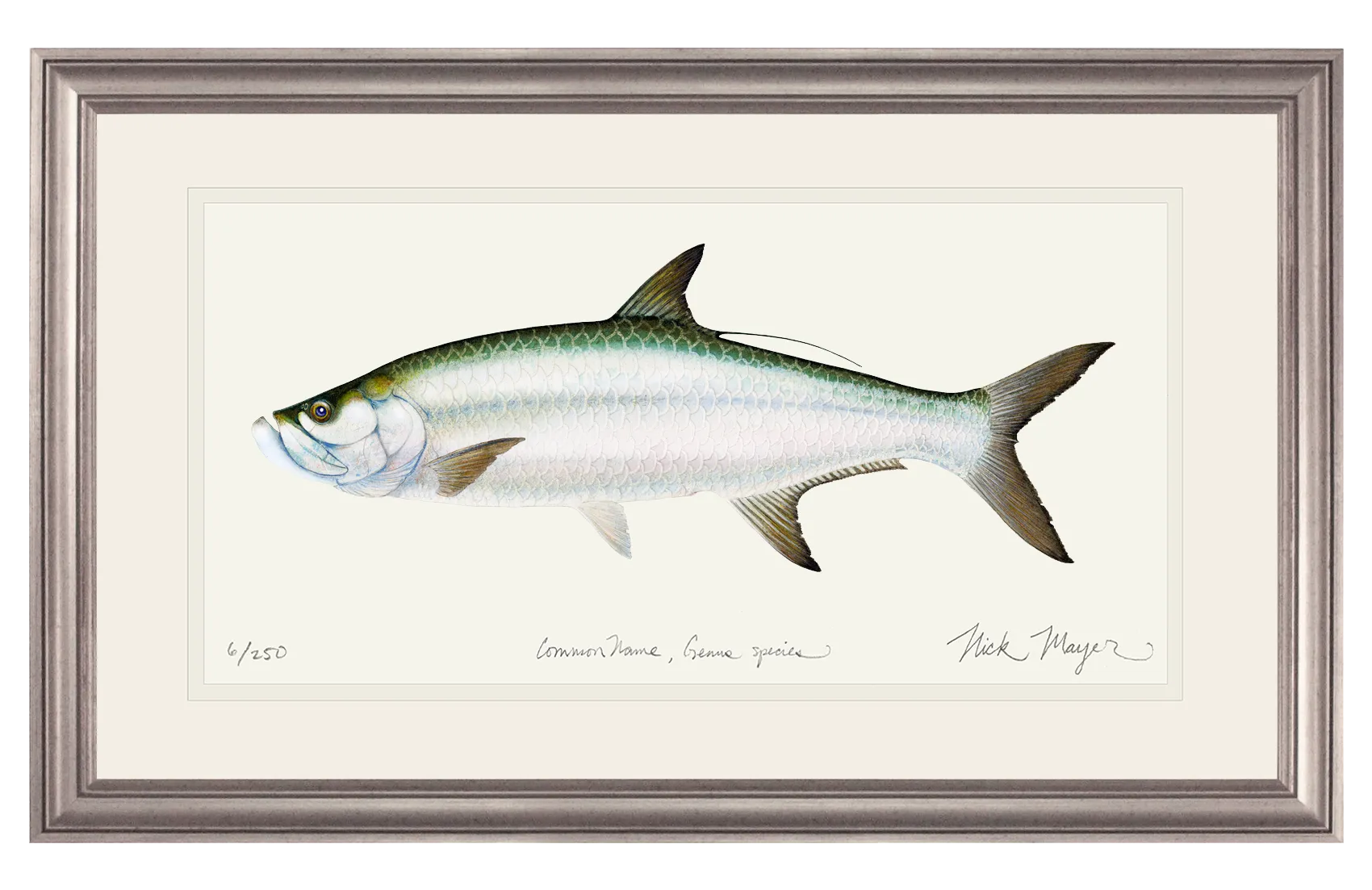 Tarpon