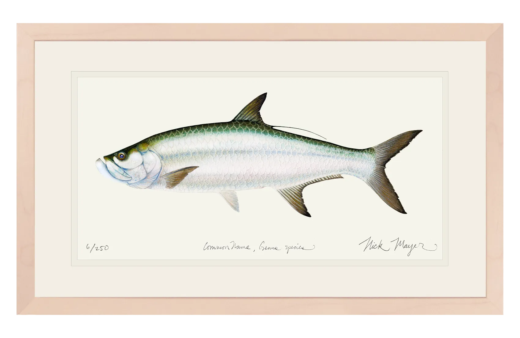Tarpon