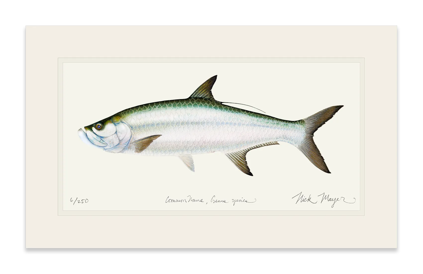Tarpon