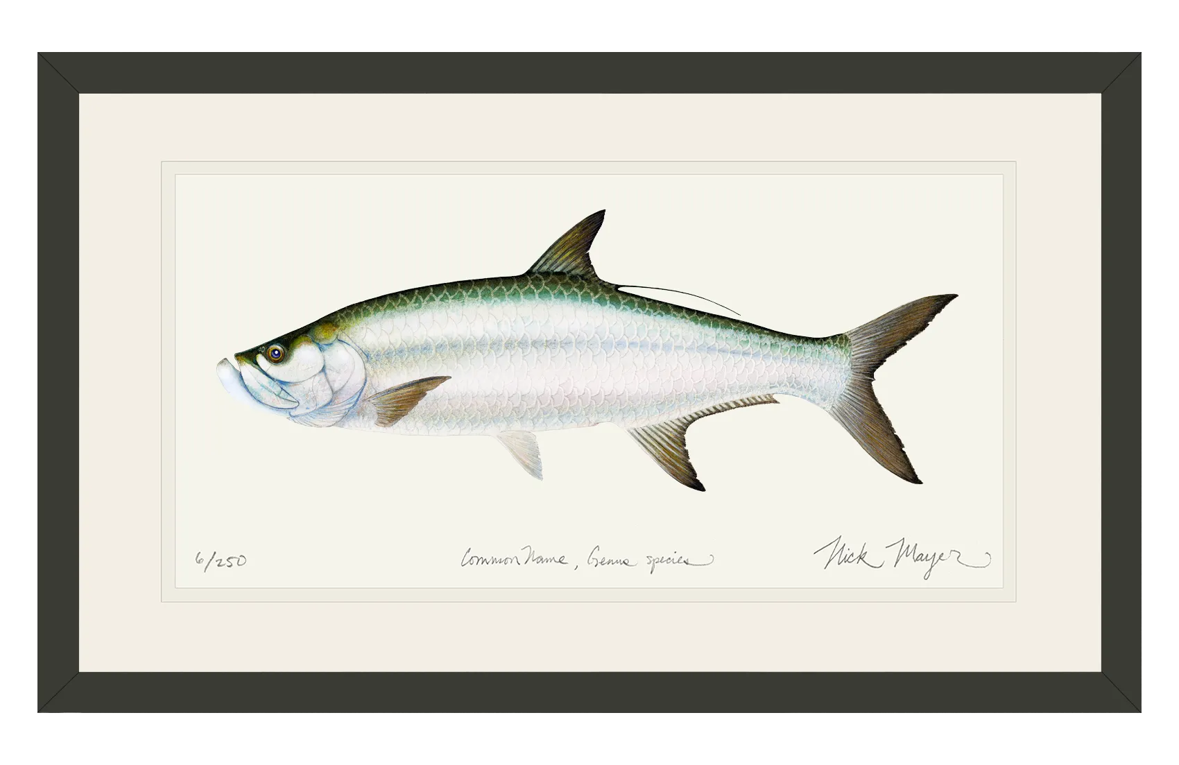 Tarpon