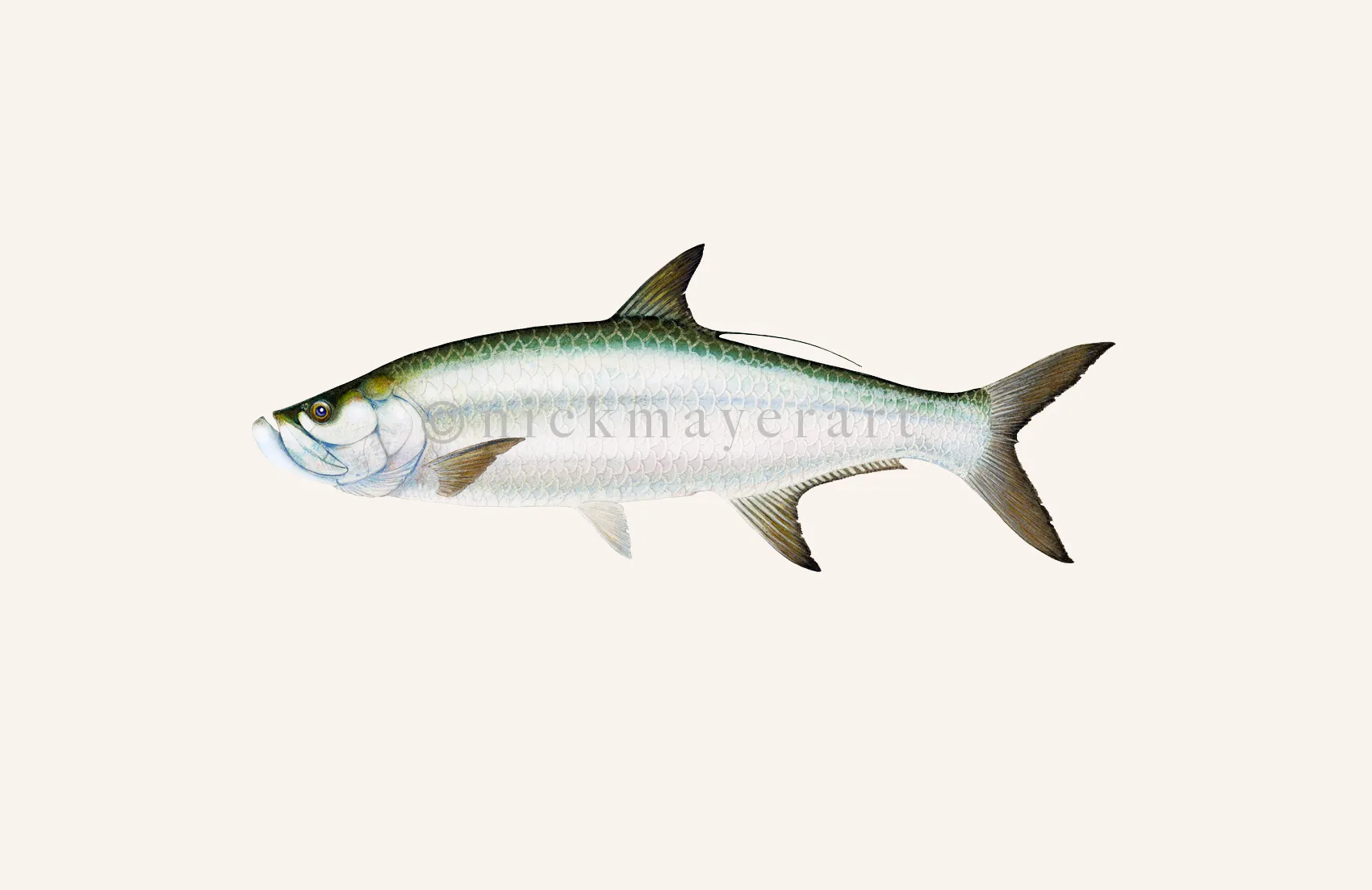 Tarpon